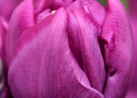 Tulipa Purple Sky ® (3)